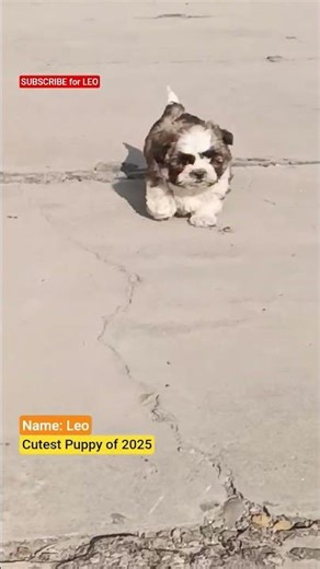 Cute Dog Smallest Dog 2025 | #smallest #smallestdog #cutestpuppy #dogcutepuppy