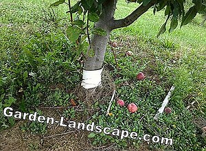 Other: Cut Ball Trees Properly - My Beautiful Garden | 2025