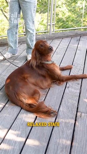 36K views · 1.1K reactions | Kiara, 4 Years Old, Irish setter, this lovely lady enjoys long walks, couch cuddles, and lots of treats. She is very distinguished and classy, and will only let her humans see her fully relaxed. She is equally as sweet as she is gorgeous. : @tailtalksinterviews #irishsetter #setter #dog #dogs #lovedogs #dogsofinstagram #doglover #nyc #streetinterview #tailtalks | Irish Setter Lovers | Facebook