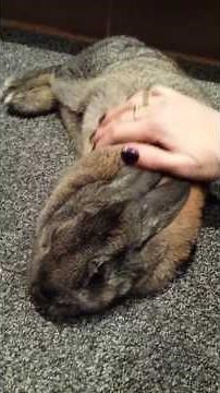 Best ever happy bunny rabbit roll