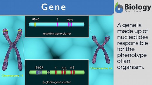 Gene - Definition and Examples - Biology Online Dictionary