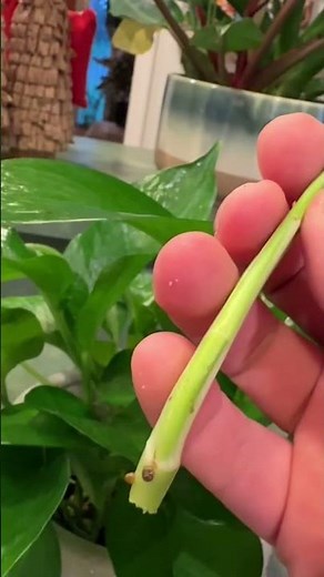 Easiest plant to propagate: Pothos! #Pothos #Propagation #PlantPropagation #Houseplants #IndoorPlant