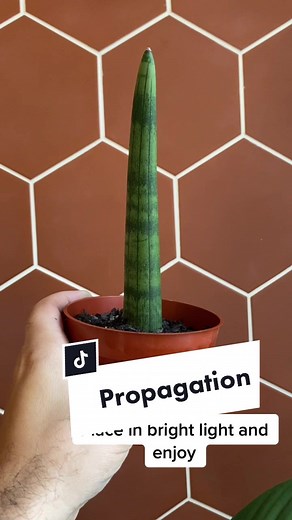 How to Propagate Sansevieria Cylindrica in Water and Soil
