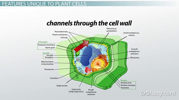 Plant & Animal Cells | Differences & Similarities