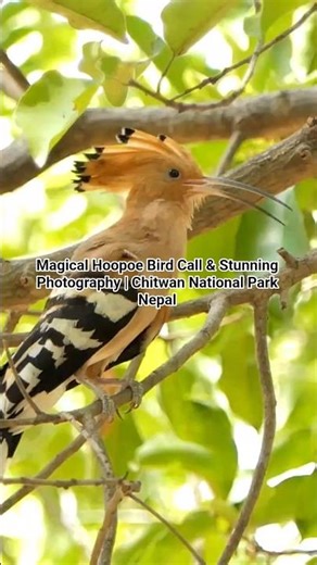 Magical Hoopoe Bird Call & Stunning Photography | Chitwan National Park Nepal