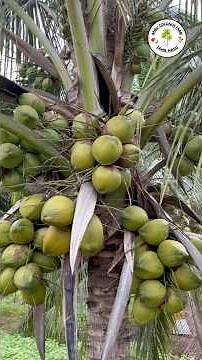 Malaysian Dwarf coconut comes in three varieties: green, yellow, and orange types
