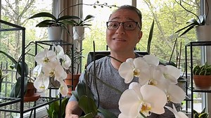 6.6K views · 1.2K reactions | Has your orchid not bloomed in YEARS? Here is the main reason why, and the solution only takes seconds to implement. Want to know what a BRAND new flower spike looks like? (Many confuse them for roots, and vice versa). Drop me a comment and I'll show you. | Ohio Tropics Houseplant and Garden Care | Facebook