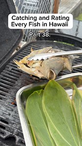 223K views · 4.6K reactions | Catching and Rating Every Fish in Hawai’i Part 38: Kala Unicornfish #catchandcook #spearfishing #hawaii #oahu #diving | Islandcatchandcook | Facebook