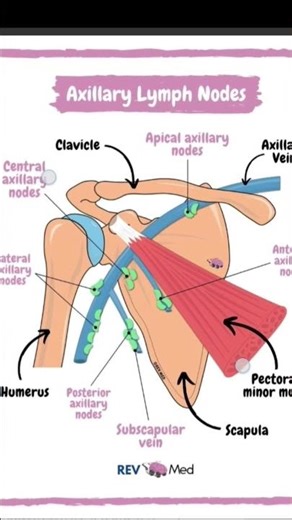 axillary lymph nodes mbbs