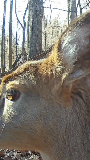Deer Running Full Throttle 🦌🦌‼️ #whitetaildeer, #running | The Wildlife Out There