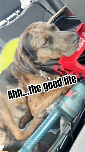 Leland’s Epic Car Nap 💤 | SpongeBob Snore Edition #catahoula