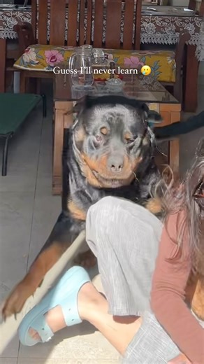 Simba | What can I say, I love chaos. 😈💛 [PrankGoneWrong, BigDogEnergy, SendHelp, Rottweiler, WhyDidIDoThis] | Instagram