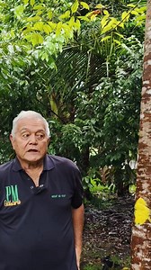 10K views · 257 reactions | Paano nga ba nabubuo ang Agarwood sa Aquilaria Tree? #AgarwoodPh #Lapnisan #fyp #pasi #AgarPrime #fypviralシ #AgarwoodFarming | Philippine Agarwood Community | Facebook