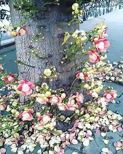 5.8M views · 47K reactions | O Abricó de macaco (Couroupita...