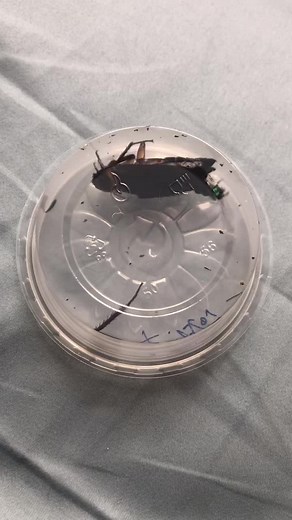 Meet the Emerald Cockroach Wasp: Nature's Cunning Assassin