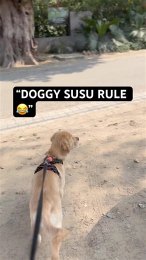 Doggy Rule 😂 Jahan kisi ne SUSU kiya waha phir karna padta hai | Noddy Comedy. #youtubeshorts