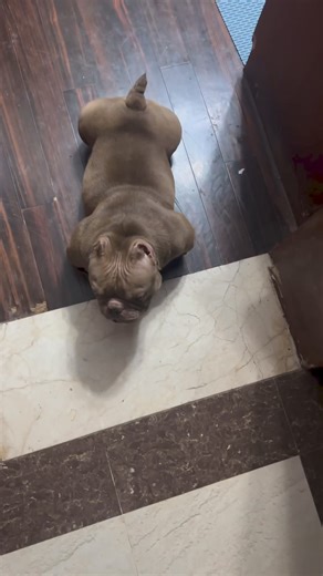 1.1M views · 31K reactions | Look at this  . . #americanbullies #bullybreed #dogsofinstagram #doglovers #dogbreed #americanbullybreed #bullylove #bullylife #dogsofamerica #bullybreedlove #dogsofig #bullybreedsofin#viral #trending #goingviral #viralpost #viralvideo #viralcontent #viralmarketing #viralchallenge #viralnews #viralmedia #viralworld #viralhits #viralvibes #viralife #viralnow | French Bulldog Daily | Facebook