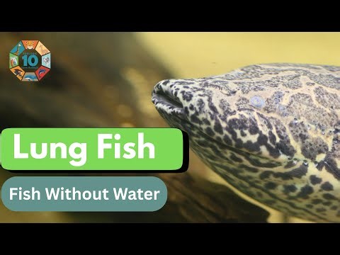 Lungfish | The Ancient Fish That Can Breathe Air and Survive Without Water | Living Fossil