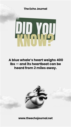 A blue whale’s heart weighs nearly 400 lbs—the largest of any animal on Earth. Its powerful heartbeat can be heard from 2 miles away 🐳