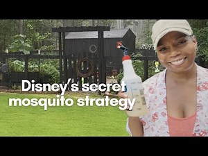 I Copied Disney's 5 Step Mosquito Control Strategy for My Backyard