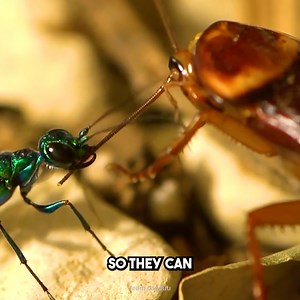 601K views · 6.3K reactions | This wasp was designed to hunt cockroaches! #CrazyCreatures #NatureIsAmazing #NatureIsWild | Crazy Creatures | Facebook