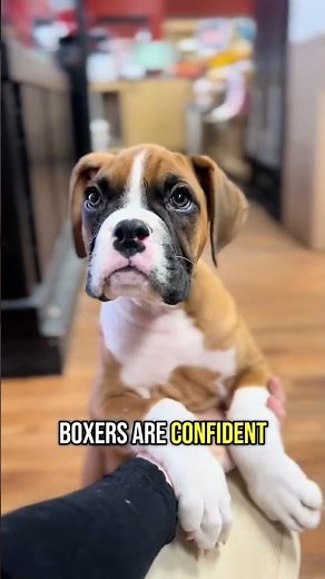 This Boxer Puppy Is Full of Energy 💪 Meet Diesel
