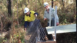 Video showing the construction of artificial habitat to encourage Large Brown Tree Frog breeding... | DEECA Gippsland