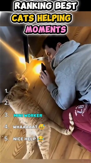 These Cats Are Better Than Humans 😂😼