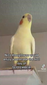 Parrot singing “September” by Earth, Wind, and Fire