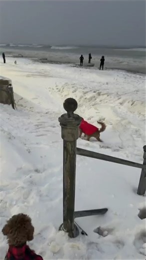 Dog's playing on the snow! Beach's frozen!
