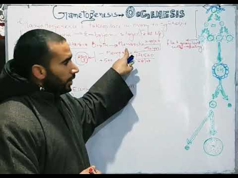 Lecture no.06 Oogenesis Explained Simply | Growth Phase, Vitellogenesis & Hormonal Control