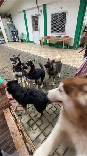 We’re Cuckoo for Doggy Treats #germanshepherd #husky#puppy