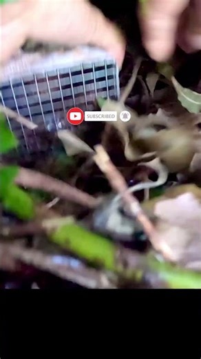 #shorts giant cobra checking snake trap