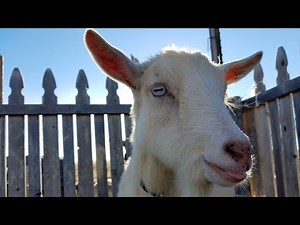 How To Tell If Your Goat Is In Active Labor