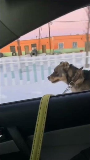End ⚠️🤯#dog #dangerdog #dogshorts