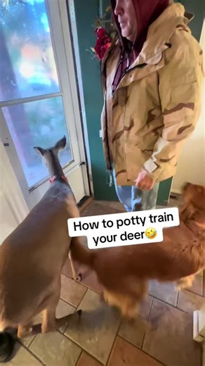 #funny #deer #buck #fyp #dog | Animals Funny Videos