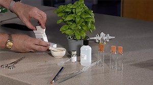 Photosynthesis - Revise: Food supply, plant growth and productivity - Higher Biology Revision - BBC Bitesize