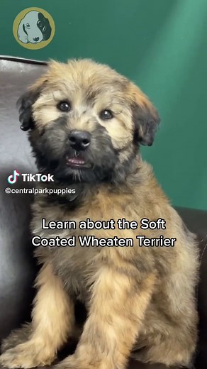 Central Park Puppies on TikTok