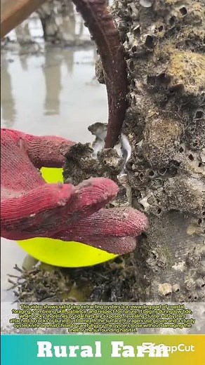 Satisfying extracting oysters: part of coastal foraging