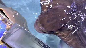 Real-Life Mermaid Encounter At The Local Seaquarium