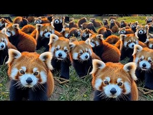 Funny red panda videos | Try not to laugh or smile | Adorable Red Panda Funny Supercut Compilation.