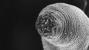 Worms from the bowels of the earth: meet Halicephalobus mephisto