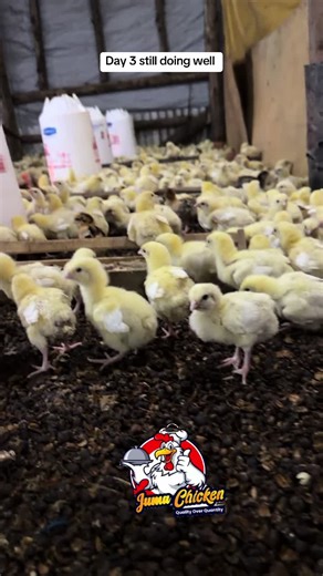 jumachicken (@jumahchicken)’s videos with original sound - Aisha