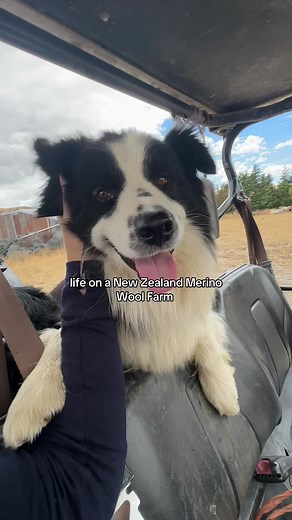 Exploring Natural Beauty: A Day in the Life of a Sheepdog in New Zealand