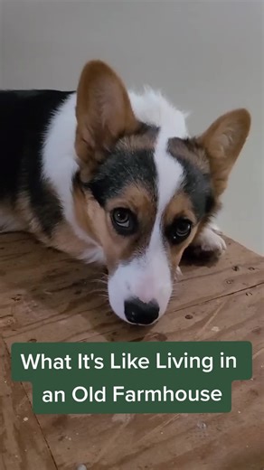 Old Farmhouse Life: Unexpected Adventures & Budget Renovations