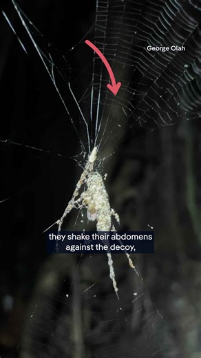 Spiders building fake spiders