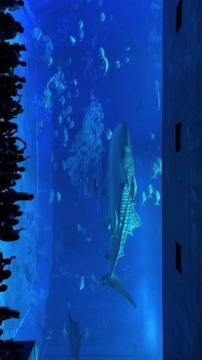 美ら海水族館の魅力とおすすめスポット