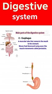 2.1K views · 45 reactions | #DigestiveSystem #NursingEducation #AnatomyAndPhysiology #NursingStudents #HealthcareProfessionals #GastrointestinalHealth #NursingLife #MedicalKnowledge #DigestiveHealth #NursingSchool #PatientCare #NursingCommunity #GITract #NursingTips #HealthEducation #NursingPractice #BodySystems #NursingResources #ClinicalNursing #NursingCare | Anaesthesiologist. | Facebook