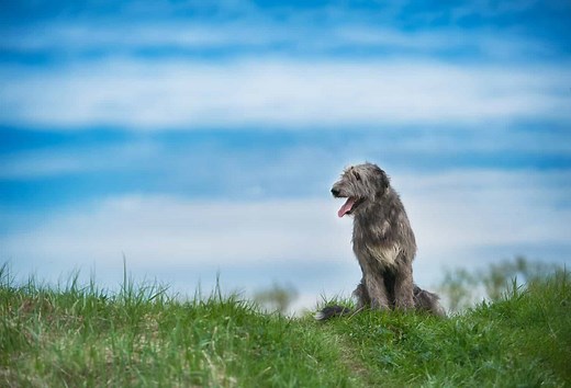Understanding the Common Health Risks for Irish Wolfhounds