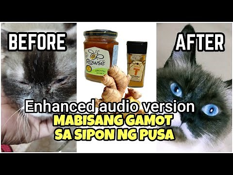 Gamot sa ubo at sipon ng pusa | Paano gamutin ang sipon at ubo | short version and enhanced audio